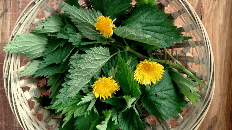 Read more about the article Alergie pod kontrolą. Jak budować odporność na pyłki?