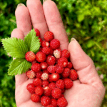 Jak dieta MIND wpływa na mózg?