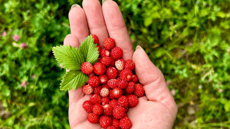 Read more about the article Jak dieta MIND wpływa na mózg?